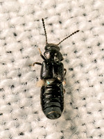 Carpimelus OXYTELINAE ROVE BEETLE 8042370z