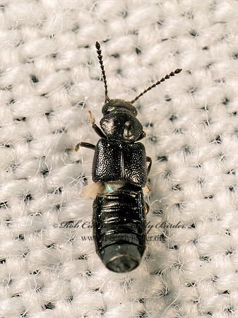 Carpimelus OXYTELINAE ROVE BEETLE 8042370z