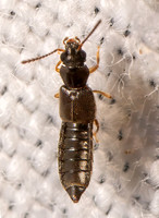 Carpelimus ROVE BEETLE8042625i