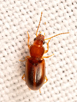 Bradycellus HARPALINI GROUND BEETLE 8042328z