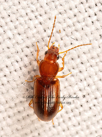 Bradycellus HARPALINI GROUND BEETLE 8042328z