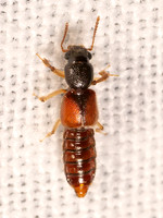 Bledius semiferrugineus~ OXYTELINAE ROVE BEETLE 8042646i