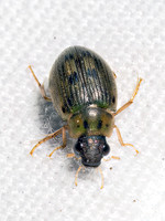 Berosus pantherinus~ WATER SCAVENGER BEETLE 9098030z