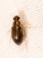 Berosus WATER SCAVENGER BEETLE 8042654z