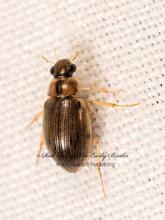Berosus WATER SCAVENGER BEETLE 8042654z