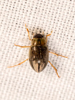 Berosus WATER SCAVENGER BEETLE 8042737z