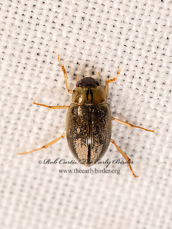 Berosus WATER SCAVENGER BEETLE 8042737z