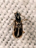 Bembidion impotens MINUTE GROUND BEETLE 8043001z
