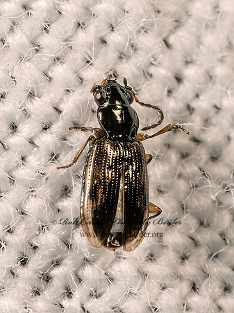 Bembidion impotens MINUTE GROUND BEETLE 8043001z
