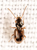 Bembidion impotens MINUTE GROUND BEETLE 8042372z