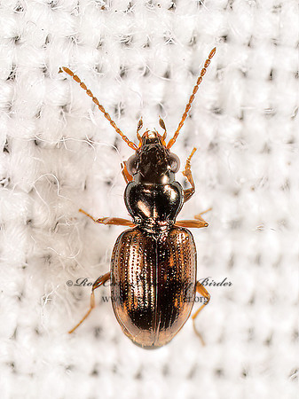Bembidion impotens MINUTE GROUND BEETLE 8042372z