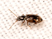 Bembidion impotens MINUTE GROUND BEETLE 8042371z