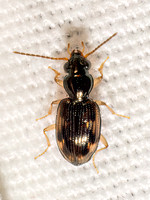 Bembidion (Furcacampa) affine TRECHINAE GROUND BEETLE 9098021z