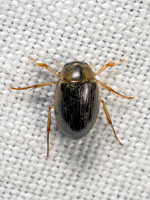 Berosus WATER SCAVENGER BEETLE 8042269z