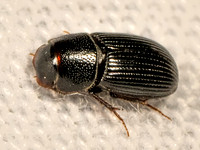 Ataenius APHODINAE SCARAB 9083419z