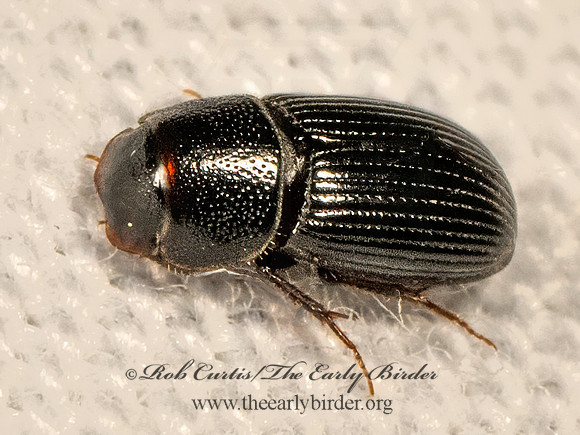 Ataenius APHODINAE SCARAB 9083419z