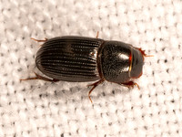 Ataenius APHODINAE SCARAB 9083486z