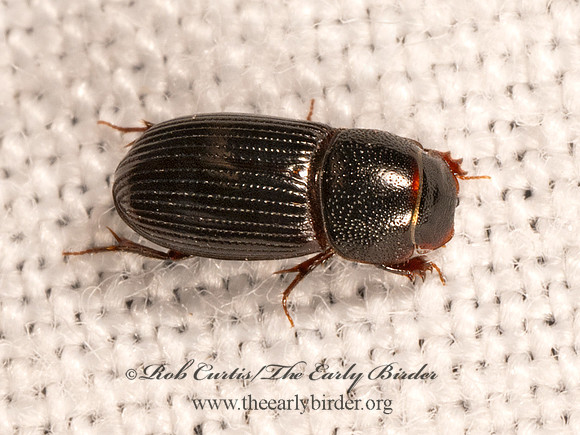 Ataenius APHODINAE SCARAB 9083486z