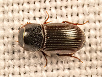 Ataenius APHODINAE SCARAB 9083423z