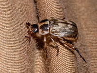Anomala orientalis ORIENTAL BEETLE 9097057z