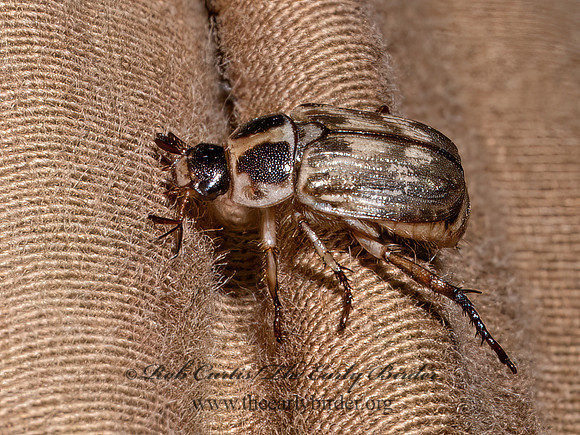 Anomala orientalis ORIENTAL BEETLE 9097057z