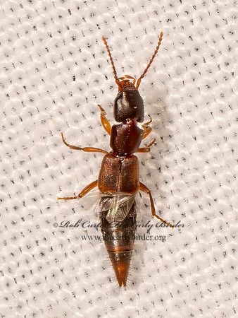 Achenomorphus corticinus PAEDERINAI ROVE BEETLE 8042213i