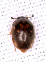 Amphicrossus ciliatus SAP BEETLE 1308565zz