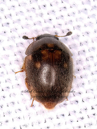Amphicrossus ciliatus SAP BEETLE 1308565zz