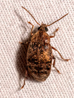 Amblycerus robiniae BEAN WEEVIL 9097966z