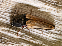 Ampedus nigricollis BLACK-COLLARED CLICK BEETLE 9096769z