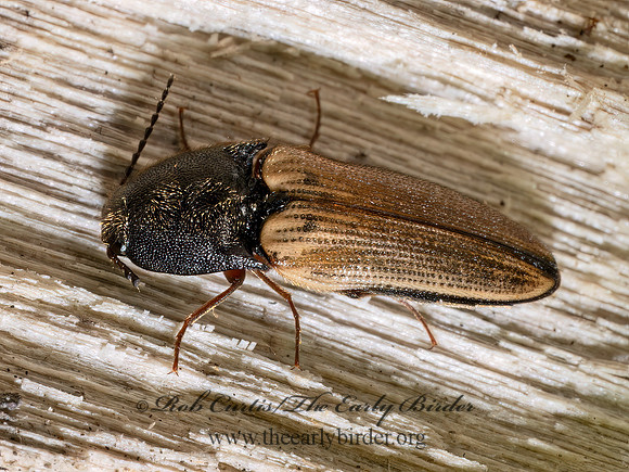 Ampedus nigricollis BLACK-COLLARED CLICK BEETLE 9096769z