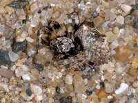 0 new spiders