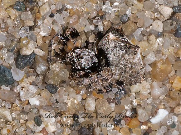 Acanthepeira stellata STAR-BELLIED ORBWEAVER 8039985z