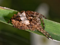 Acanthepeira stellata STAR-BELLIED ORBWEAVER 8041023i