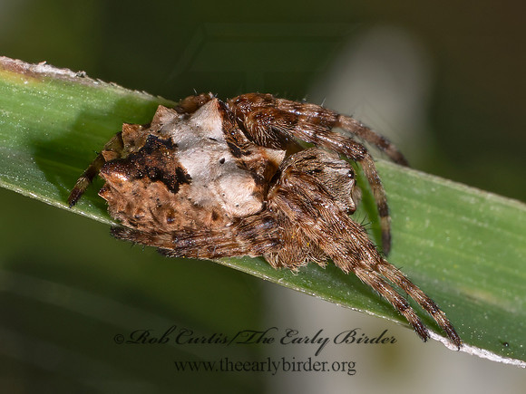 Acanthepeira stellata STAR-BELLIED ORBWEAVER 8041023i