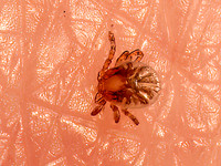 Dermacentor~ DOG TICK 9082640z