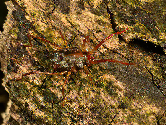 Charletonia~ ERYTHRAEID MITE 9080304z