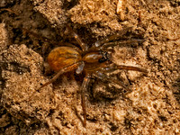 Allocosa WOLF SPIDER 9078467z