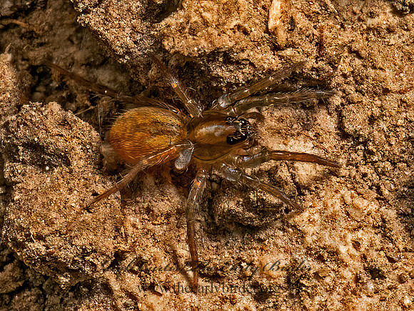 Allocosa WOLF SPIDER 9078467z