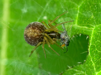 Dictnya~ MESH WEB SPIDER 9096787z
