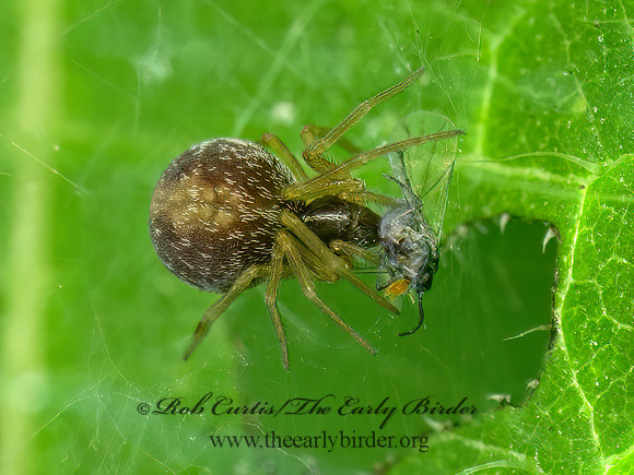 Dictnya~ MESH WEB SPIDER 9096787z