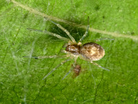 Dictyna MESH WEB SPIDER 3042749z