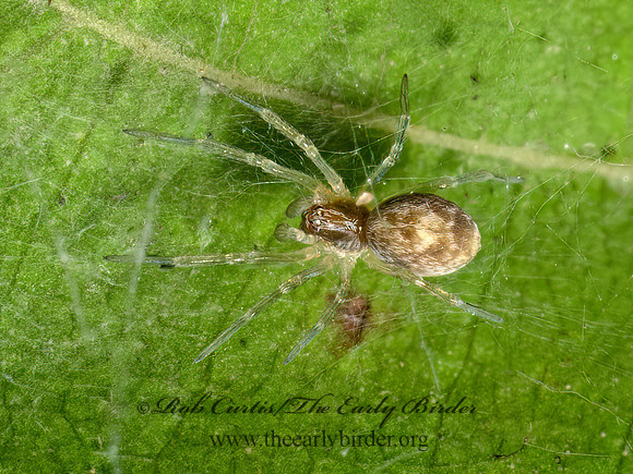 Dictyna MESH WEB SPIDER 3042749z