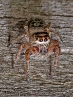 Eris JUMPING SPIDER 9097835z