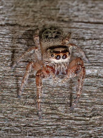 Eris JUMPING SPIDER 9097835z