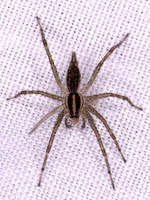 Agelenopsis FUNNEL-WEB SPIDER 1308570z