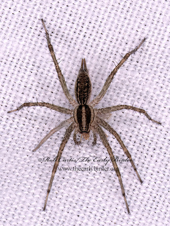 Agelenopsis FUNNEL-WEB SPIDER 1308570z