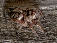 Eris JUMPING SPIDER 9097836z