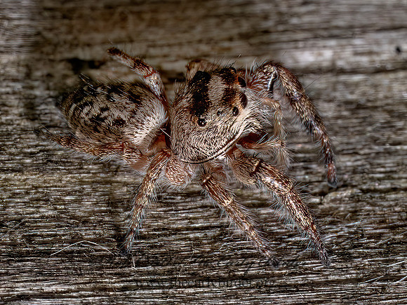 Eris JUMPING SPIDER 9097836z