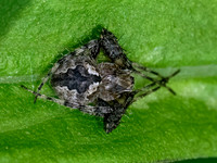 Eustala ORBWEAVER 9097094z